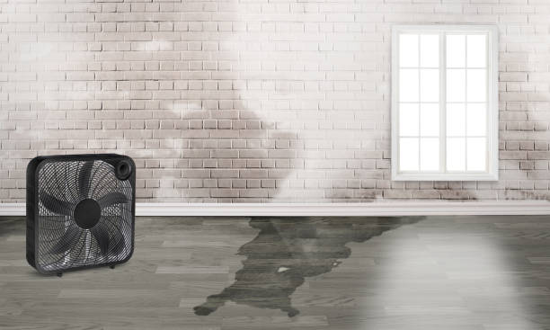 Best Basement water damage restoration  in Follansbee, WV